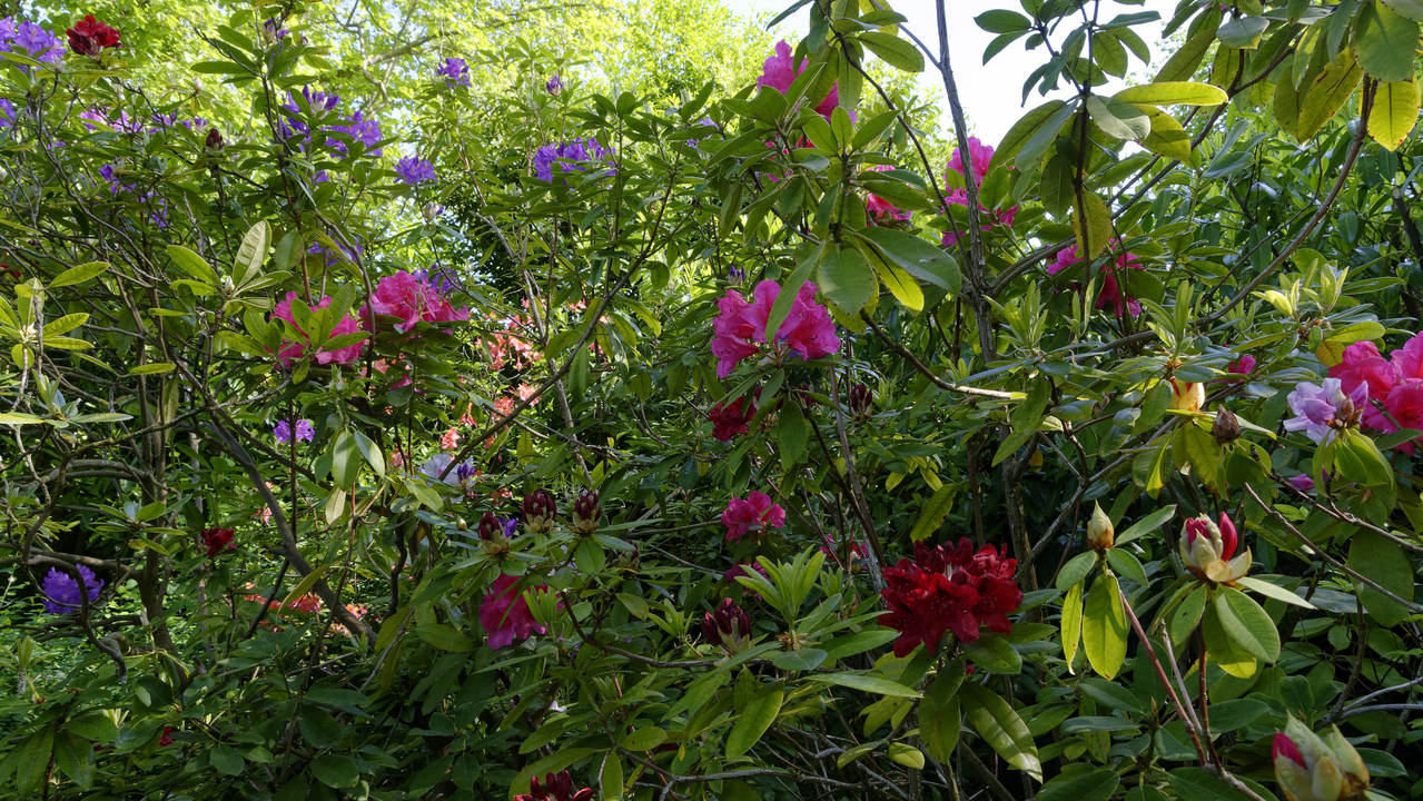 20190529-100550•Giverny (Jardin de Monet)•Limetz-Villez•Ile-de-France•France